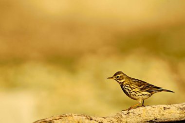 Anthus pratensis - Çimen piti ya da sıradan çukur, Motacillidae familyasından gelip geçen bir kuş..
