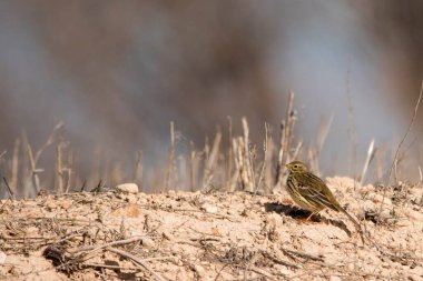 Anthus pratensis - Çimen piti ya da sıradan çukur, Motacillidae familyasından gelip geçen bir kuş..