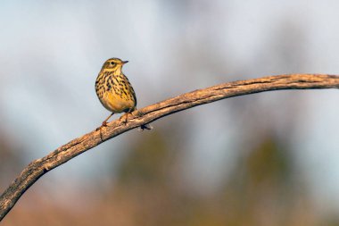 Anthus pratensis - Çimen piti ya da sıradan çukur, Motacillidae familyasından gelip geçen bir kuş..
