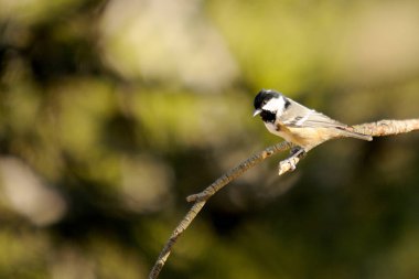 Periparus ater - The Chickadee, Paridae familyasından gelip geçen bir kuş.