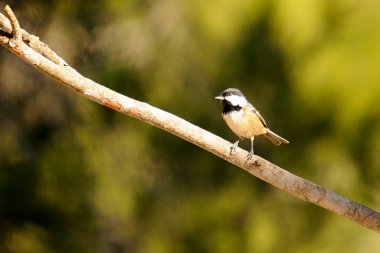 Periparus ater - The Chickadee, Paridae familyasından gelip geçen bir kuş.
