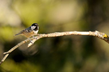 Periparus ater - The Chickadee, Paridae familyasından gelip geçen bir kuş.