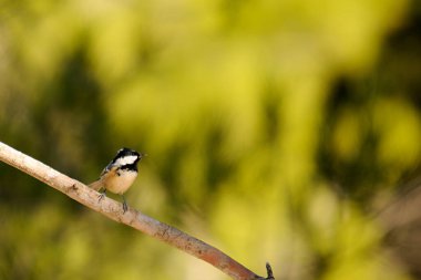 Periparus ater - The Chickadee, Paridae familyasından gelip geçen bir kuş.