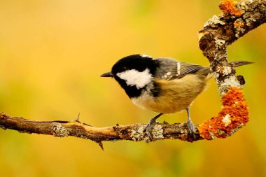 Periparus ater - The Chickadee, Paridae familyasından gelip geçen bir kuş.