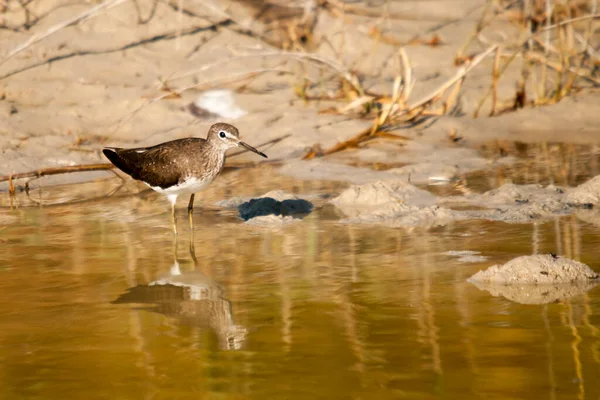 Actitis hypoleucos - Le Petit Bécasseau, oiseau caradriforme de la famille des Scolopacidae — Photo