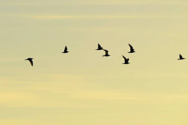 同一种类的鸥群或群群，或也是群鸟群. — 图库照片