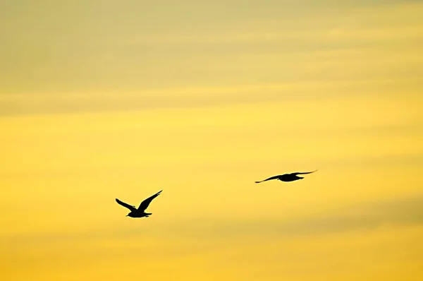 Koppel of groep vogels, of ook koppel, groep vogels van dezelfde soort;. — Stockfoto