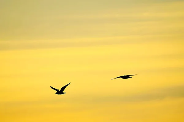 Flock or band, or also flock, group of birds of the same species. — Stock Photo, Image