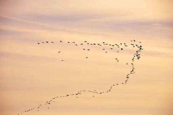 群れや群れ、または群れ、同じ種の鳥のグループ. — ストック写真
