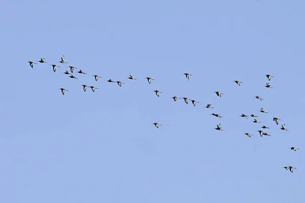 Rebaño o banda, o también rebaño, grupo de aves de la misma especie. —  Fotos de Stock