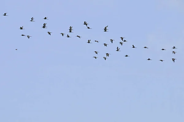 Az ugyanazon fajhoz tartozó madarak állománya vagy sávja, illetve állománya. — Stock Fotó