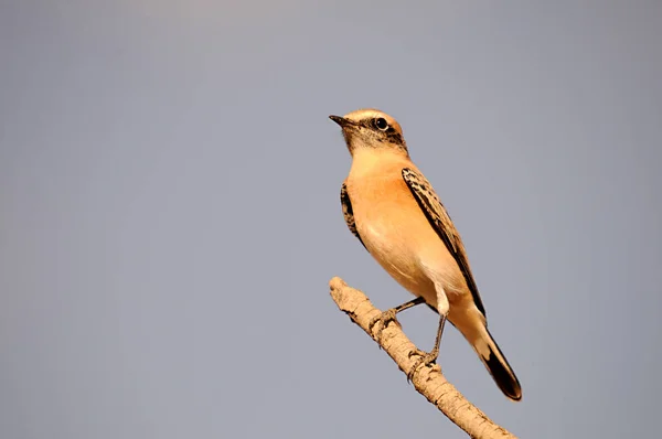 Anthus campestris - O pipit do campo, uma ave passeriforme da família Motacillidae. — Fotografia de Stock