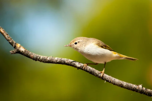 Anthus campestris - O pipit do campo, uma ave passeriforme da família Motacillidae. — Fotografia de Stock