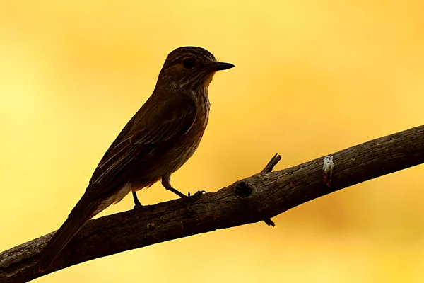 Anthus pratensis - A fűpipit vagy közönséges pipit, a Motacillidae család járókelő madara. — Stock Fotó