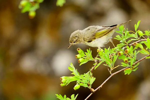 Anthus pratensis - Pipit à herbes ou pipit commun, passereau de la famille des Motacillidae. — Photo