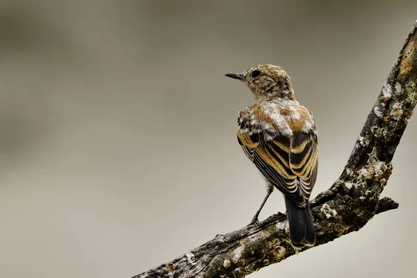 Anthus pratensis - A fűpipit vagy közönséges pipit, a Motacillidae család járókelő madara. — Stock Fotó