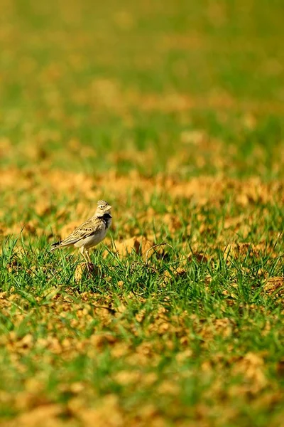 Melanocorypha calandra La calandria comune è una specie di uccello passeriforme della famiglia degli Alaudidae. — Foto Stock