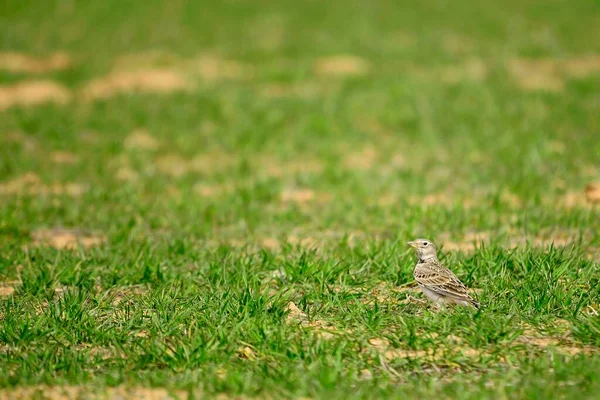 Melanocorypha calandra - Die Gemeine Calandria ist eine Vogelart aus der Familie der Alaudidae. — Stockfoto