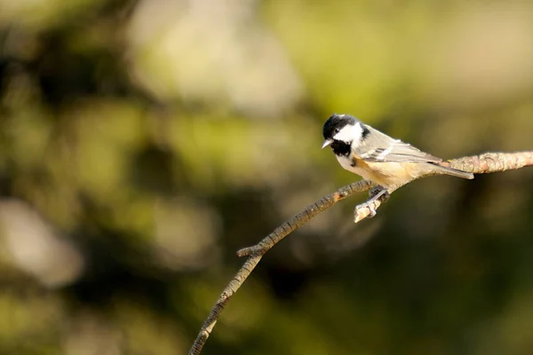 Periparus ater - The Chickadee, Paridae familyasından gelip geçen bir kuş. — Stok fotoğraf