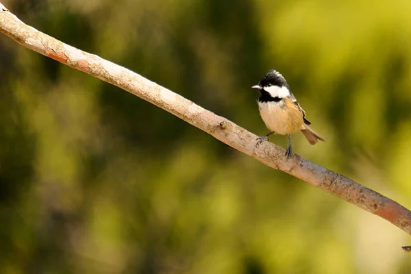 Perparus ater -鳥科の寄生鳥、チカデー. — ストック写真