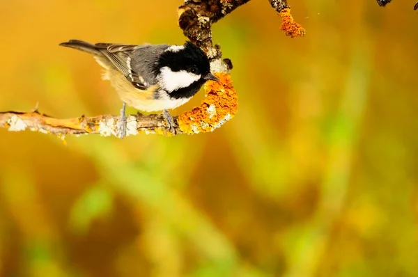 Periparus ater - A Chickadee, a Paridae család járókelő madara. — Stock Fotó