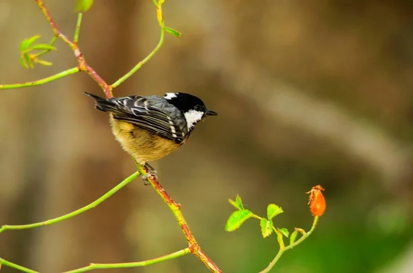 Periparus ater - The Chickadee, a passerine bird of the Paridae family. — 스톡 사진