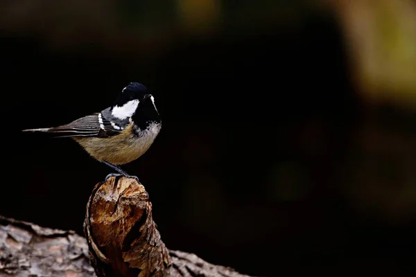 Periparus ater - Die Chickadee, ein Passantenvogel aus der Familie der Paridae. — Stockfoto