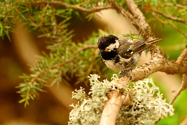 Periparus ater - The Chickadee, Paridae familyasından gelip geçen bir kuş. — Stok fotoğraf