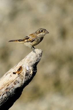 Lanius senatör, örümcekkuşu geçen bir kuş türüdür..