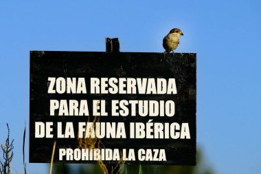 Lanius senatör, örümcekkuşu geçen bir kuş türüdür..