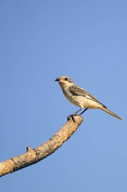 Lanius senatör, örümcekkuşu geçen bir kuş türüdür..