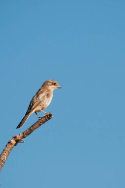 Lanius senatör, örümcekkuşu geçen bir kuş türüdür..
