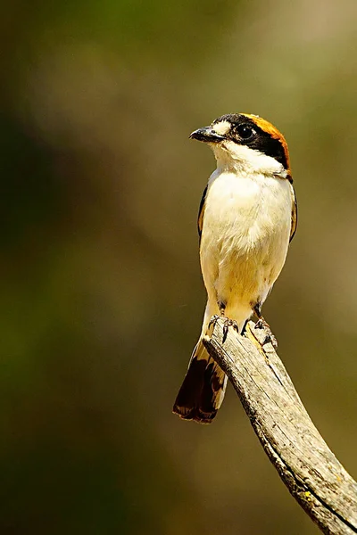 Senatore Lanius - Lo shrike comune è una specie di uccello passeriforme. — Foto Stock