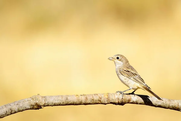 Senatore Lanius - Lo shrike comune è una specie di uccello passeriforme. — Foto Stock