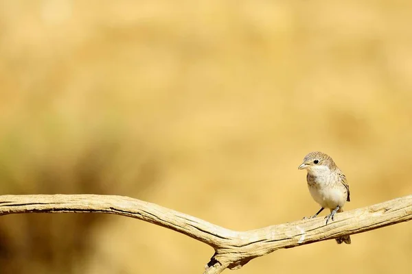 Lanius senator - umum shrike adalah spesies burung pengicau. — Stok Foto