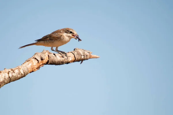 Lanius szenátor - A közönséges tüske egy járókelő madárfaj. — Stock Fotó