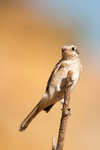 Lanius senator - O shrike comum é uma espécie de ave passeriforme. — Fotografia de Stock