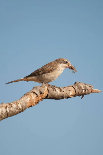 Lanius seniorensis is een vogelsoort uit de familie van de zangvogels (Passeridae).. — Stockfoto