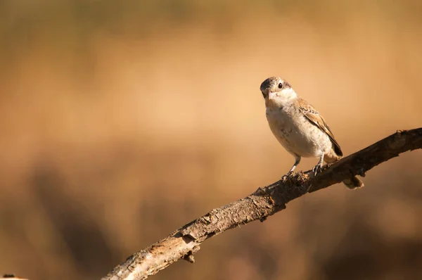 Lanius seniorensis is een vogelsoort uit de familie van de zangvogels (Passeridae).. — Stockfoto