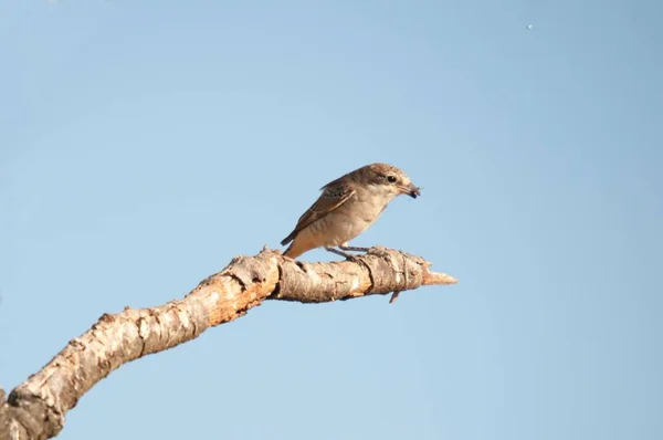 Lanius senator - Der Würger ist eine Art Passantenvogel. — Stockfoto