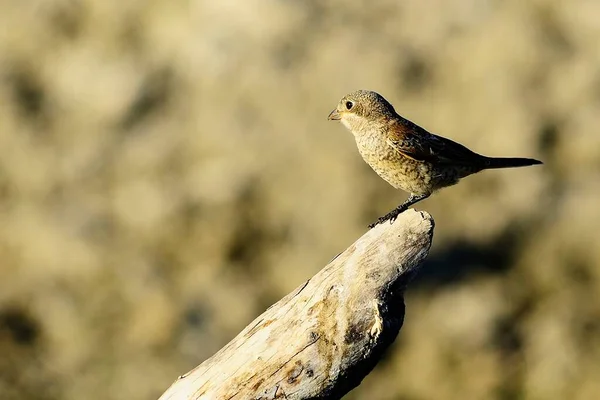 Lanius senator - O shrike comum é uma espécie de ave passeriforme. — Fotografia de Stock