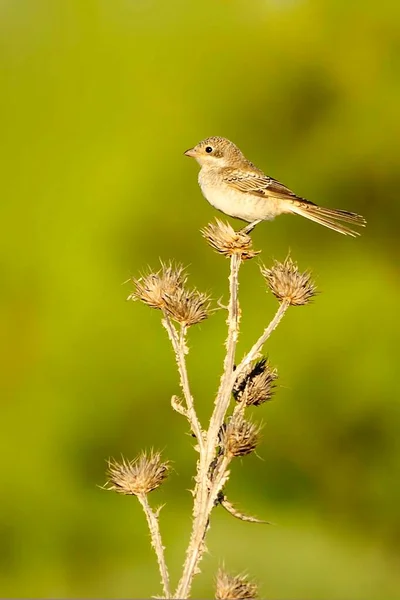 Lanius seniorensis is een vogelsoort uit de familie van de zangvogels (Passeridae).. — Stockfoto