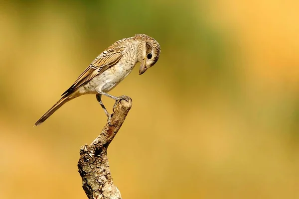 Senador por Lanius - El lucioperca común es una especie de ave paseriforme. — Foto de Stock