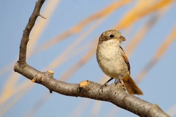 Lanius senator - O shrike comum é uma espécie de ave passeriforme. — Fotografia de Stock