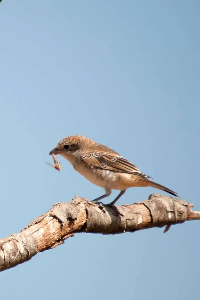 Lanius senator - O shrike comum é uma espécie de ave passeriforme. — Fotografia de Stock