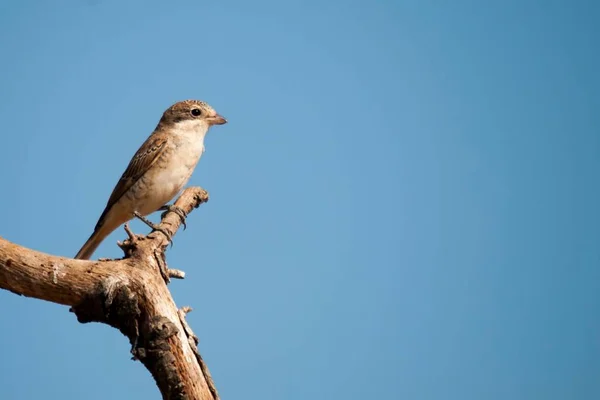 Senador por Lanius - El lucioperca común es una especie de ave paseriforme. — Foto de Stock