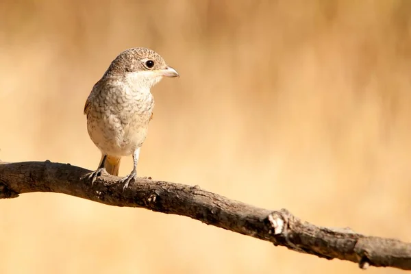 Lanius senator - The common shrike is a species of passerine bird. — Stock Photo, Image