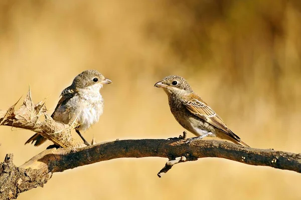 Senatore Lanius - Lo shrike comune è una specie di uccello passeriforme. — Foto Stock