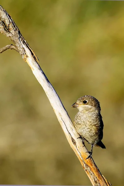 Lanius senátor - Štír je druh papouška. — Stock fotografie