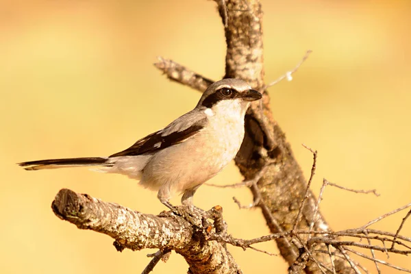 Lanius excubitor - Kuzey örümceği ya da domuz kesimi, Laniidae familyasından bir kuş türü.. — Stok fotoğraf